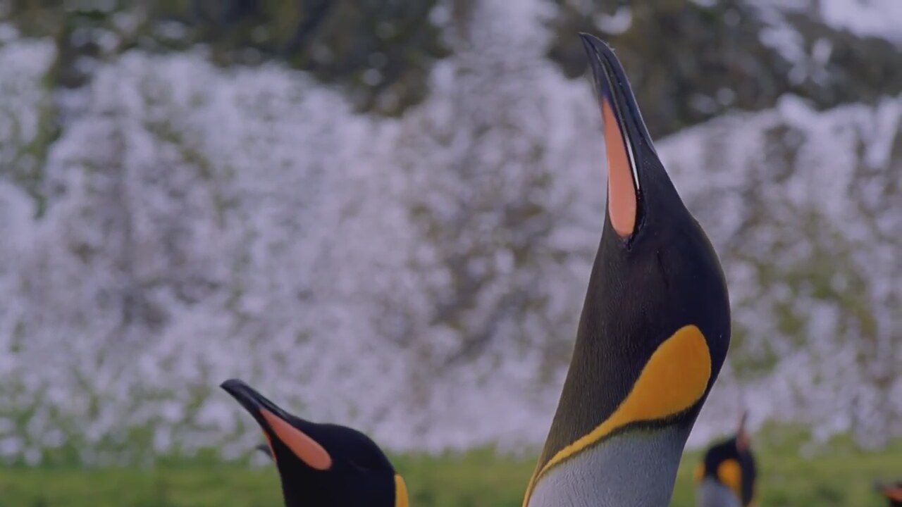 Penguins Fragman